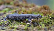 24_DSC0965_Northern_Crested_Newt_rollup_78pc